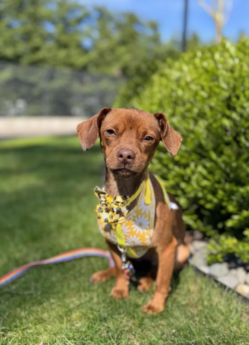 An adult small-sized female Brown / Chocolate Chiweenie dog named Luna for adoption in lynnwood , WA