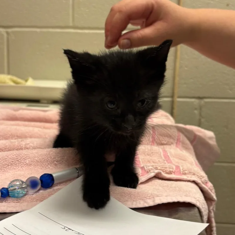 A baby small-sized male Black Domestic Short Hair cat named Obiwan for adoption in Bristol, IN