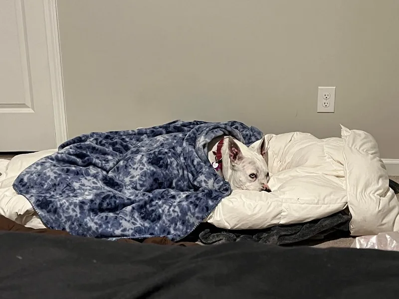 Anastasia thumbnail 2