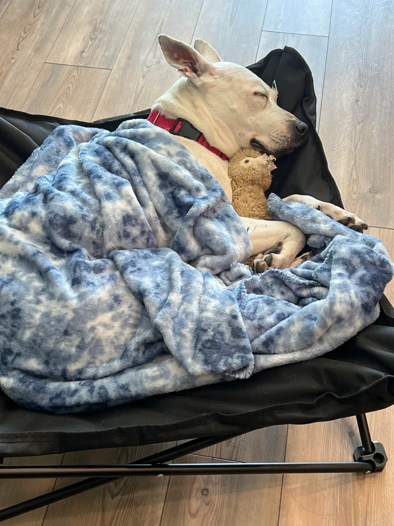 Anastasia thumbnail 5