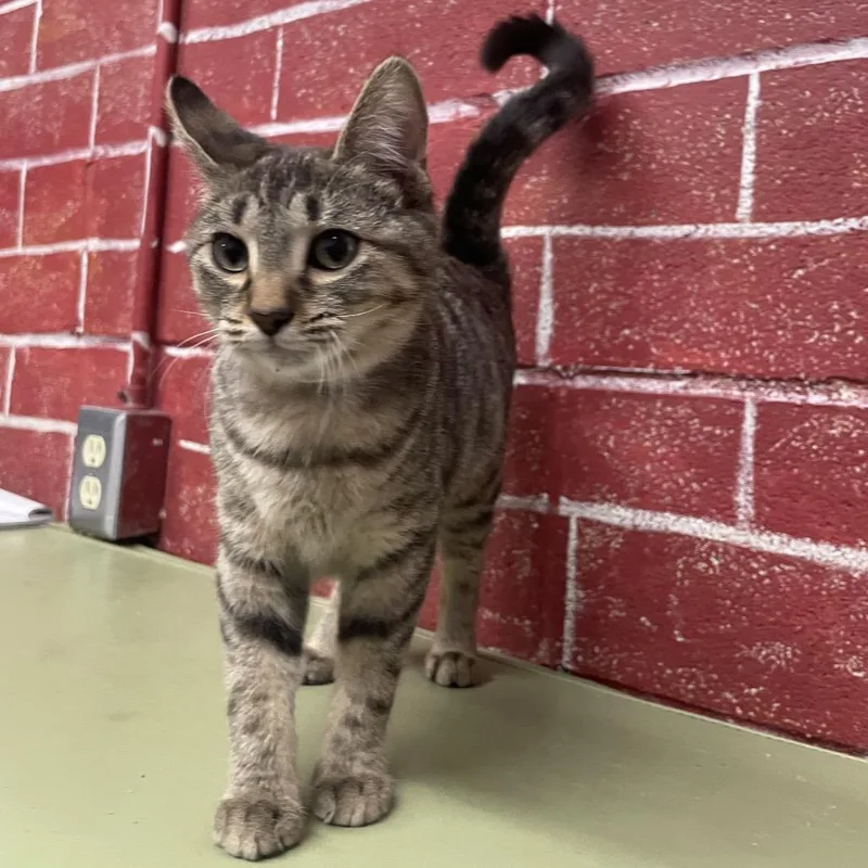 A baby small-sized female Gray / Blue / Silver Domestic Short Hair cat named Noodles for adoption in Laredo, TX
