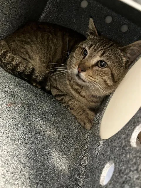 A young medium-sized male Domestic Short Hair cat named Johnny for adoption in Long Beach, CA
