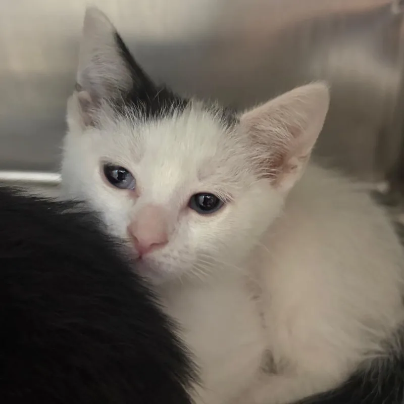 A baby small-sized female White Domestic Short Hair cat named Raspberry for adoption in Chattanooga, TN