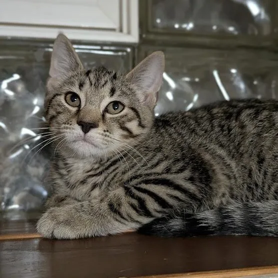 A baby medium-sized male Tabby (Buff / Tan / Fawn) Domestic Short Hair cat named Hissyphus for adoption in Shippenville, PA