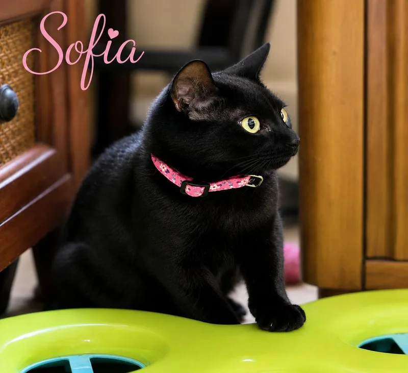 A baby medium-sized female Black Domestic Short Hair cat named Sofia for adoption in Greenville, DE