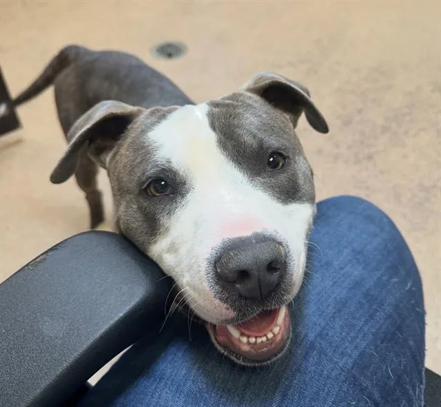A young large-sized male Pit Bull Terrier dog named Jeep for adoption in Martinez, CA