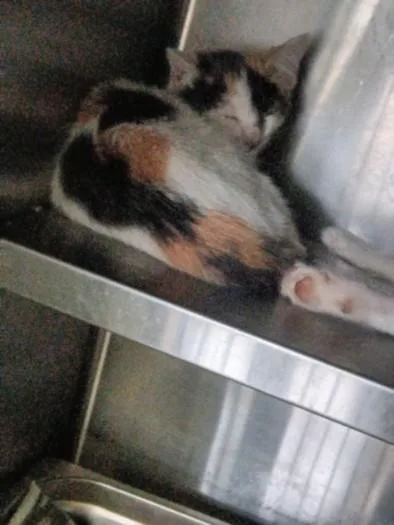 A baby small-sized female Domestic Short Hair cat named Lima for adoption in Chatsworth, CA