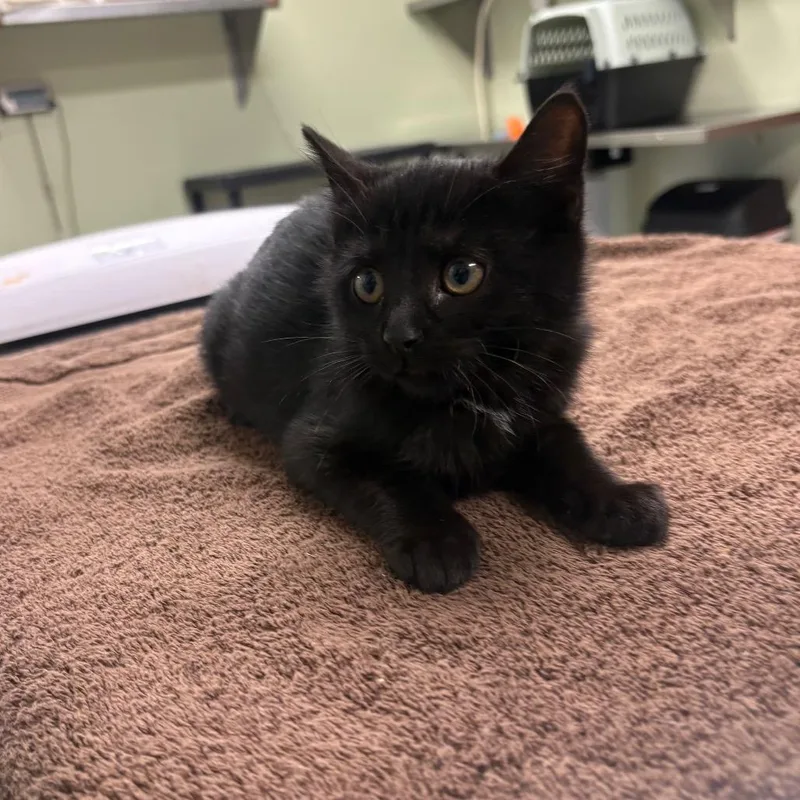 A baby small-sized female Domestic Short Hair cat named Fiona Goode for adoption in Binghamton, NY