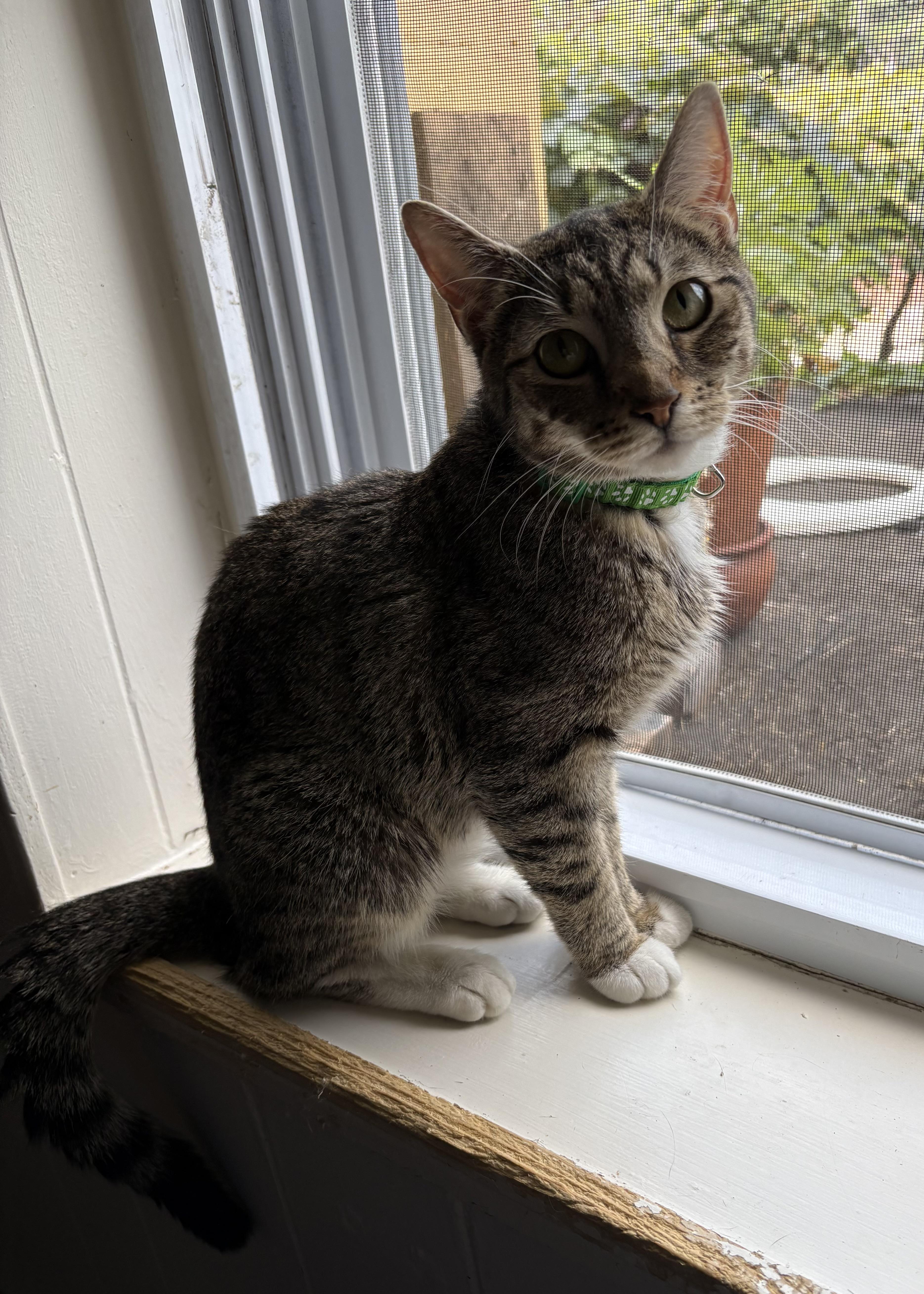 A young medium-sized female Tabby (Brown / Chocolate) Domestic Short Hair cat named Lolita for adoption in Jersey City, NJ