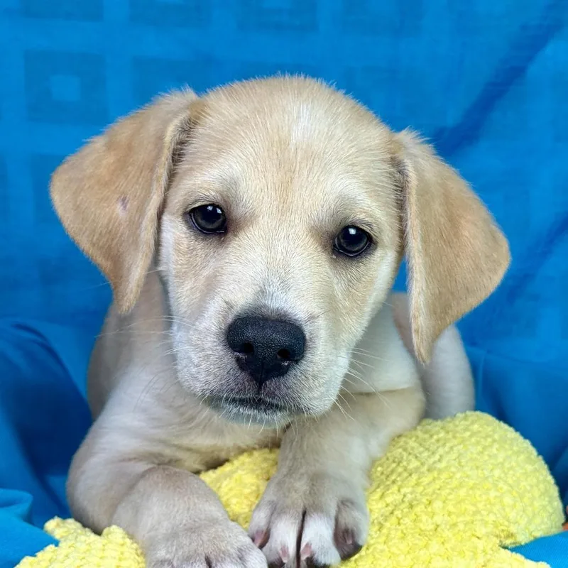 A baby small-sized male Yellow Labrador Retriever dog named Eli for adoption in Hondo, TX