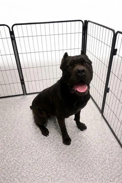 An adult large-sized male Cane Corso dog named Bruno for adoption in Westminster, MD