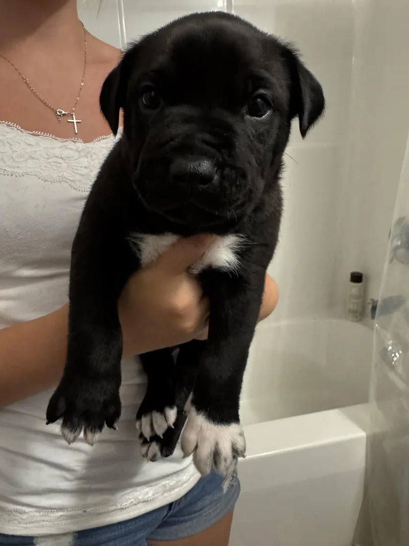 A baby medium-sized male Labrador Retriever dog named Hagrid for adoption in Holly Springs, NC