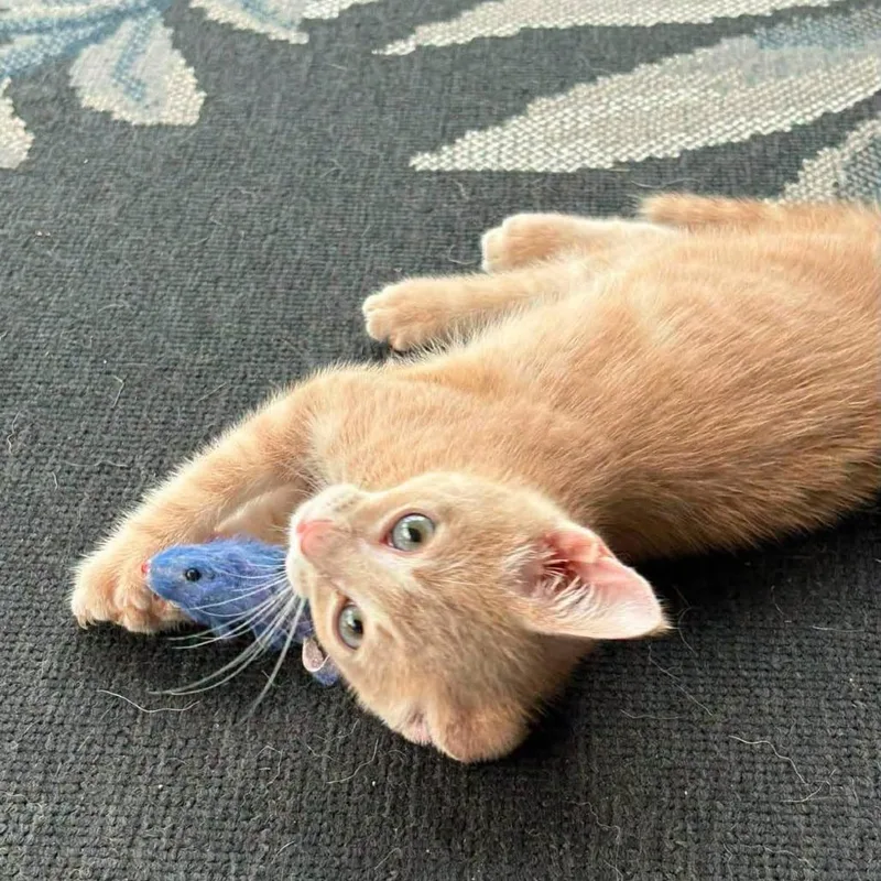 A baby small-sized male Buff / Tan / Fawn Domestic Short Hair cat named Colonel Mustard for adoption in Winchester, VA