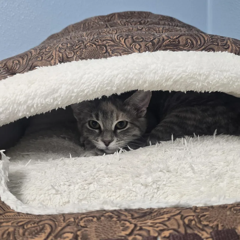A young medium-sized female Dilute Tortoiseshell Domestic Medium Hair cat named Rain for adoption in Farmington, MO