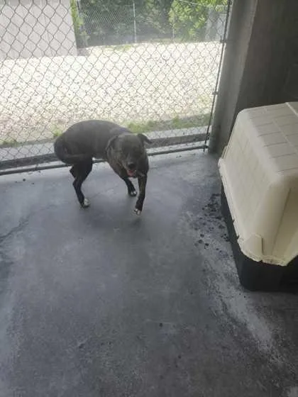 An adult large-sized male Mixed Breed dog named Moosie for adoption in Spruce Pine, NC