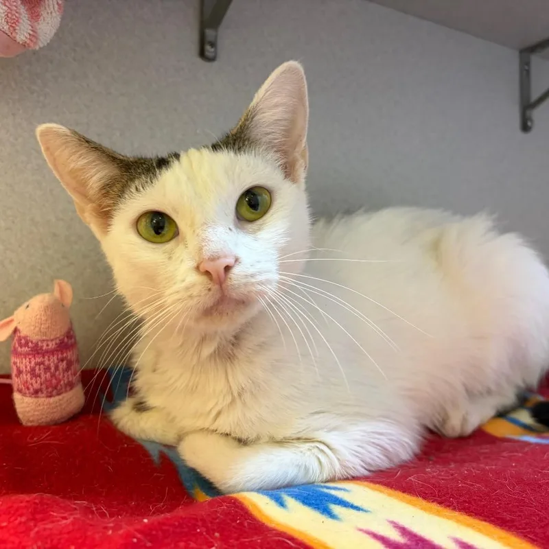 An adult medium-sized female Black Domestic Short Hair cat named Adzuki for adoption in Pittsburgh, PA