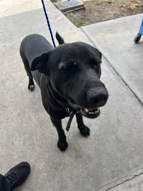 An adult large-sized male German Shepherd Dog dog named Fred for adoption in Miami, FL