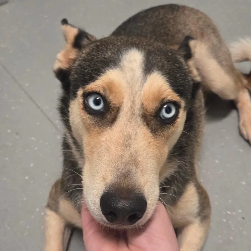 An adult medium-sized female Yellow / Tan / Blond / Fawn Mixed Breed dog named Anna for adoption in Kennebunk, ME