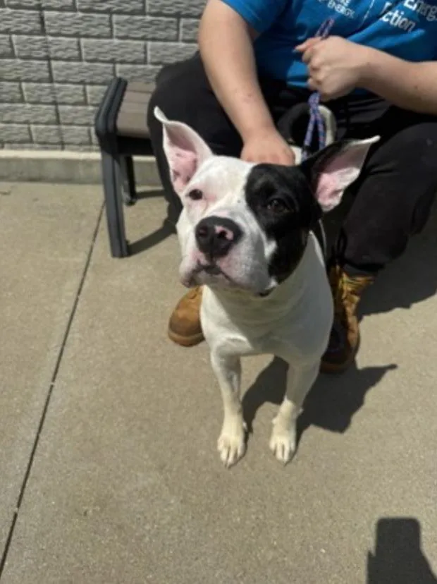 An adult medium-sized male Black Mixed Breed dog named Kana for adoption in Terre Haute, IN