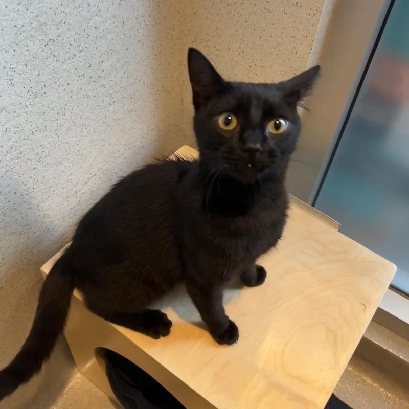 Licorice thumbnail 2