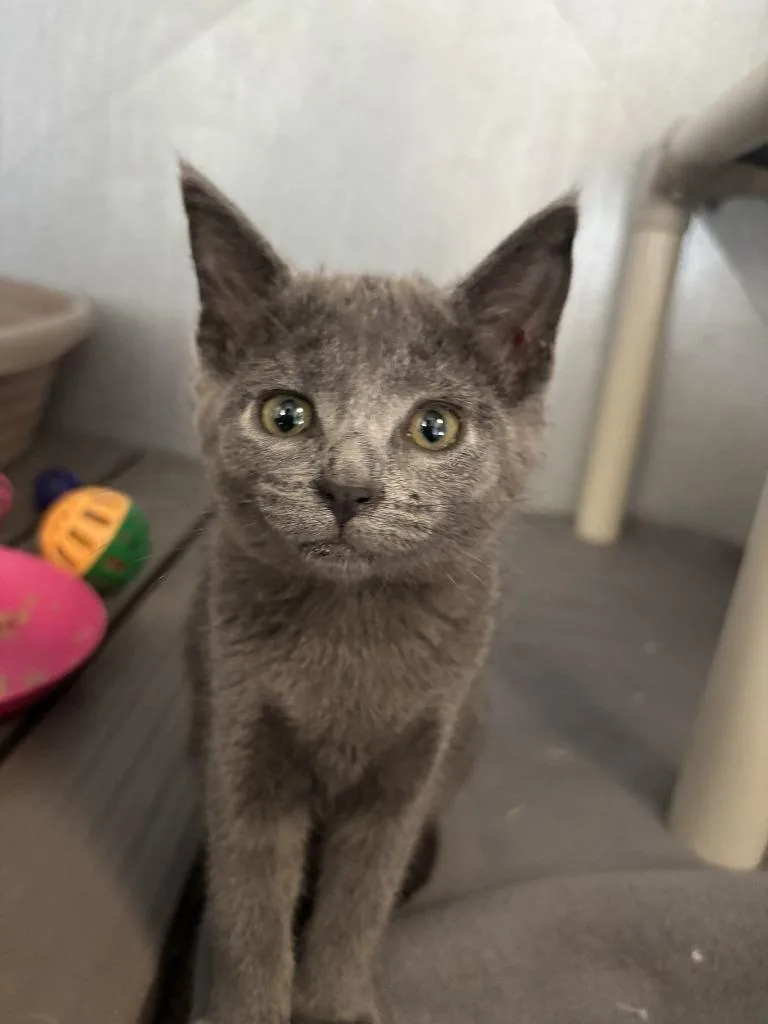 A baby medium-sized male Domestic Medium Hair cat named Axel for adoption in Moriarty, NM