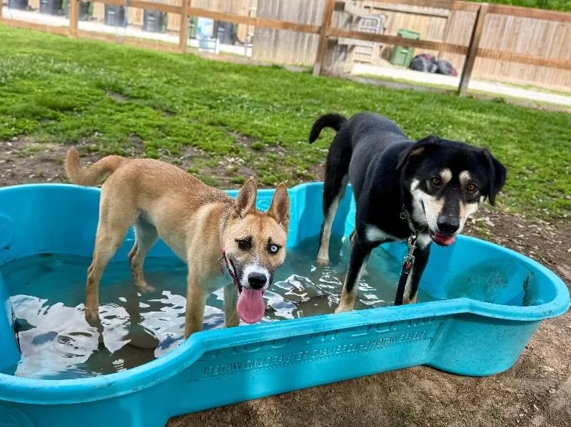 A baby medium-sized female Yellow / Tan / Blond / Fawn Shepherd dog named Honey Lullaby Skye for adoption in Friendswood, TX
