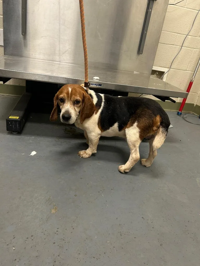 A senior medium-sized male Beagle dog named Beans for adoption in Winder, GA