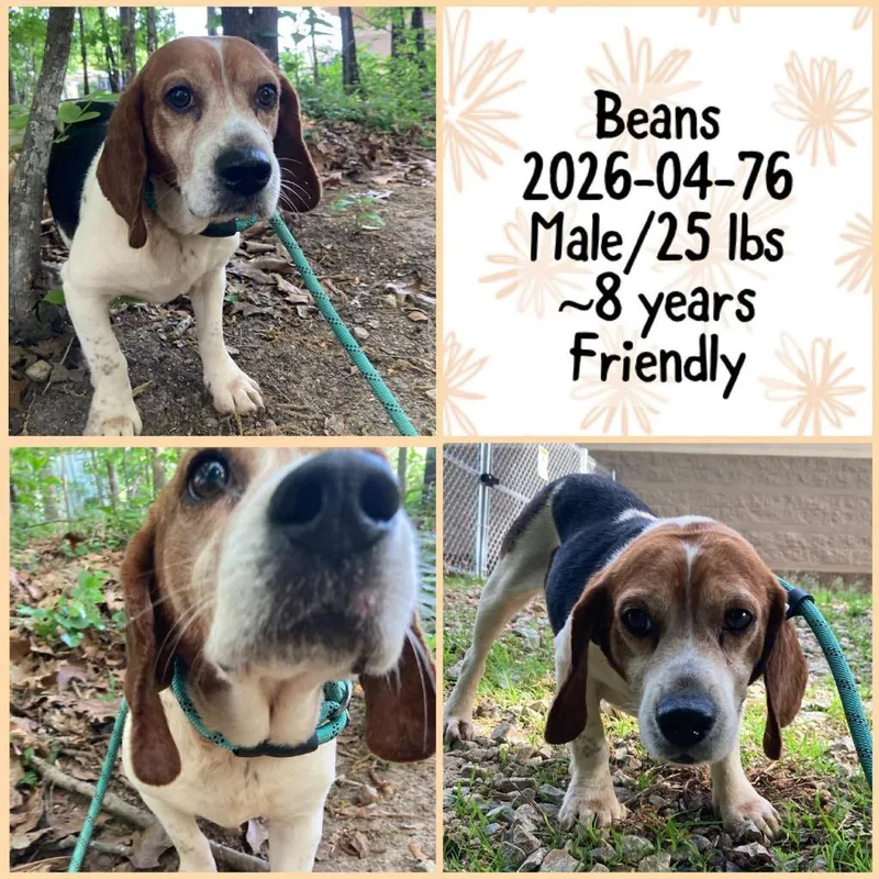 Beans thumbnail 2