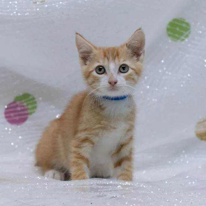 A baby small-sized male Orange / Red Domestic Short Hair cat named QuasarC for adoption in East Saint Louis, IL