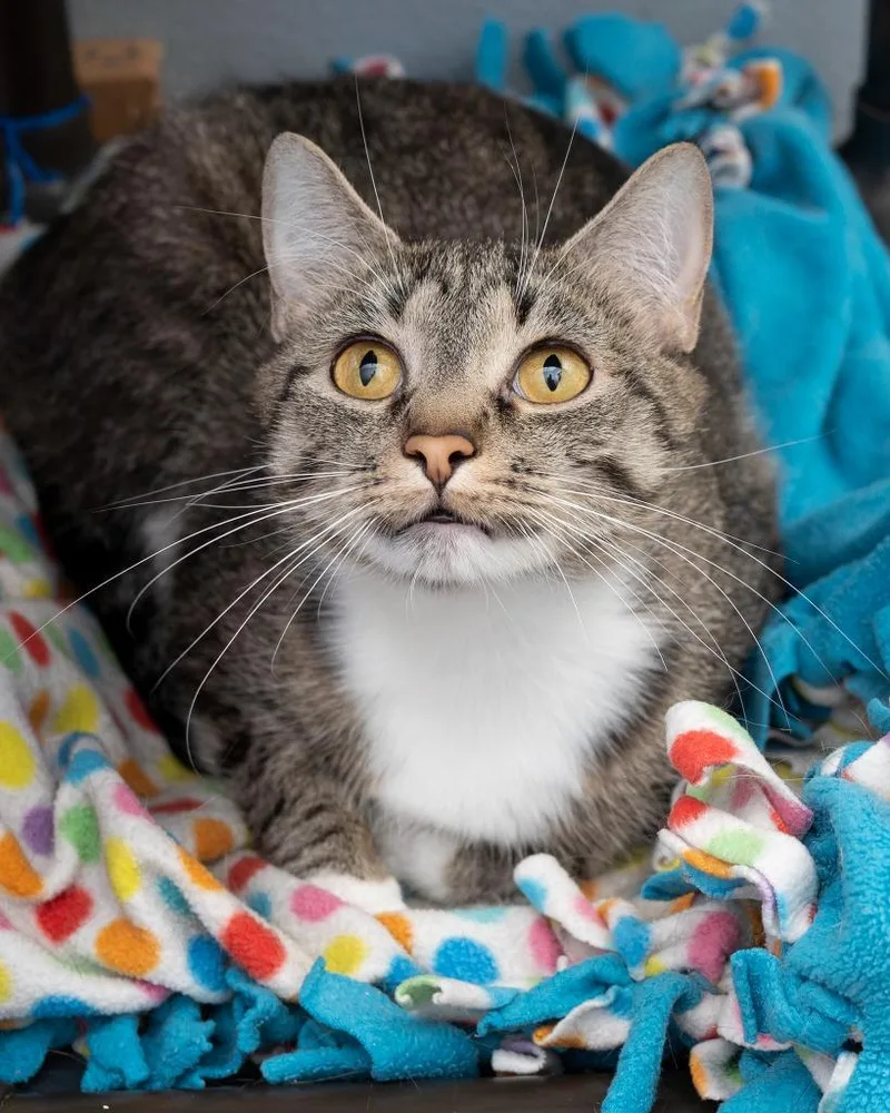 A young medium-sized female Domestic Short Hair cat named Claire for adoption in Boone, IA