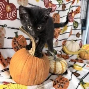 A baby small-sized female Black Domestic Short Hair cat named Fox for adoption in Rochester, MN