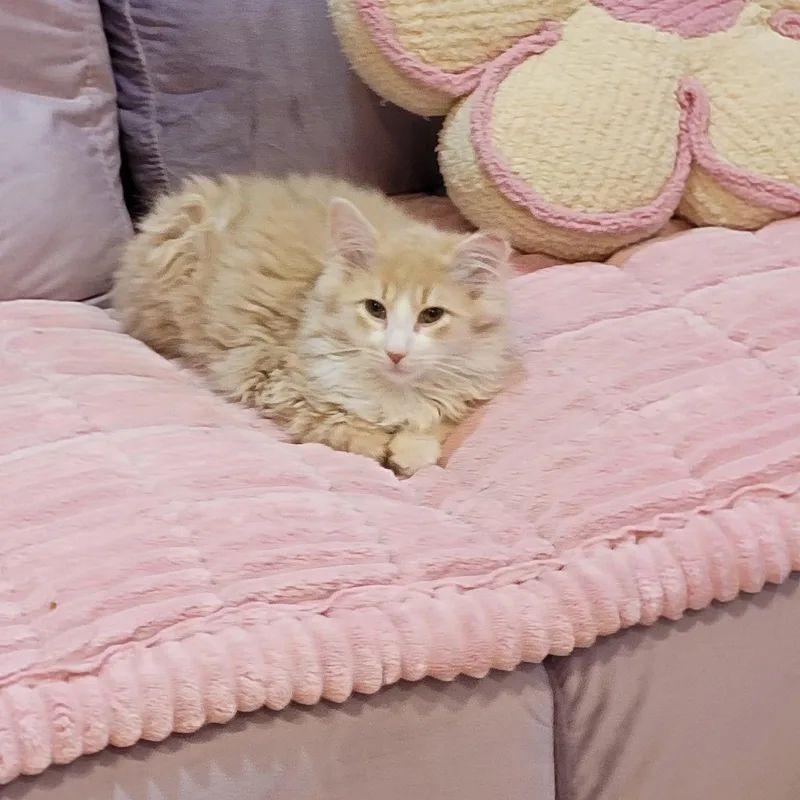 Nashville thumbnail 3