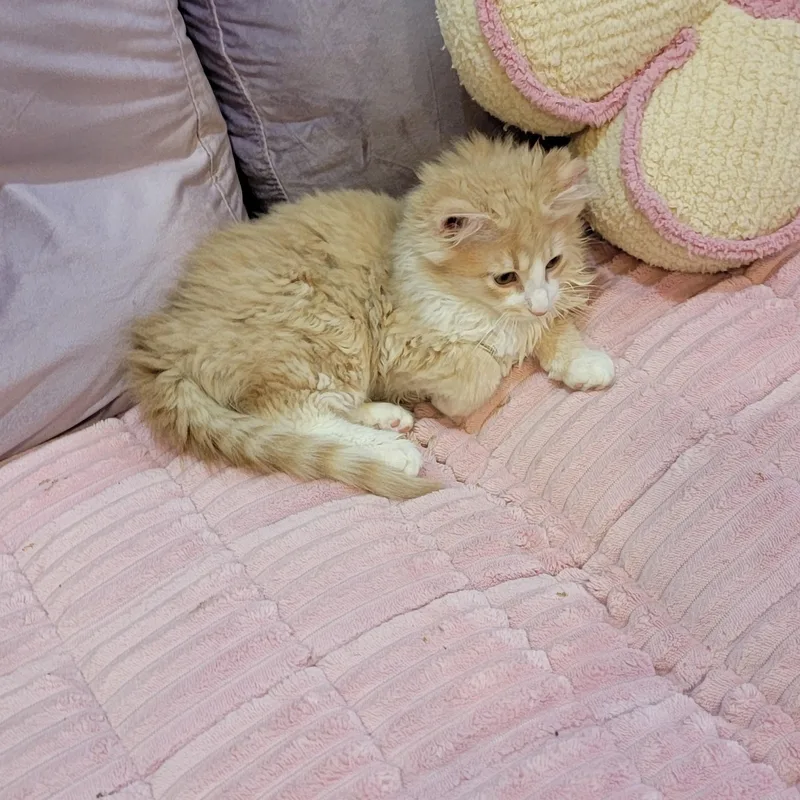 Nashville thumbnail 4