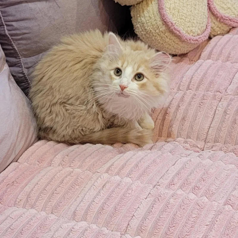 Nashville thumbnail 5