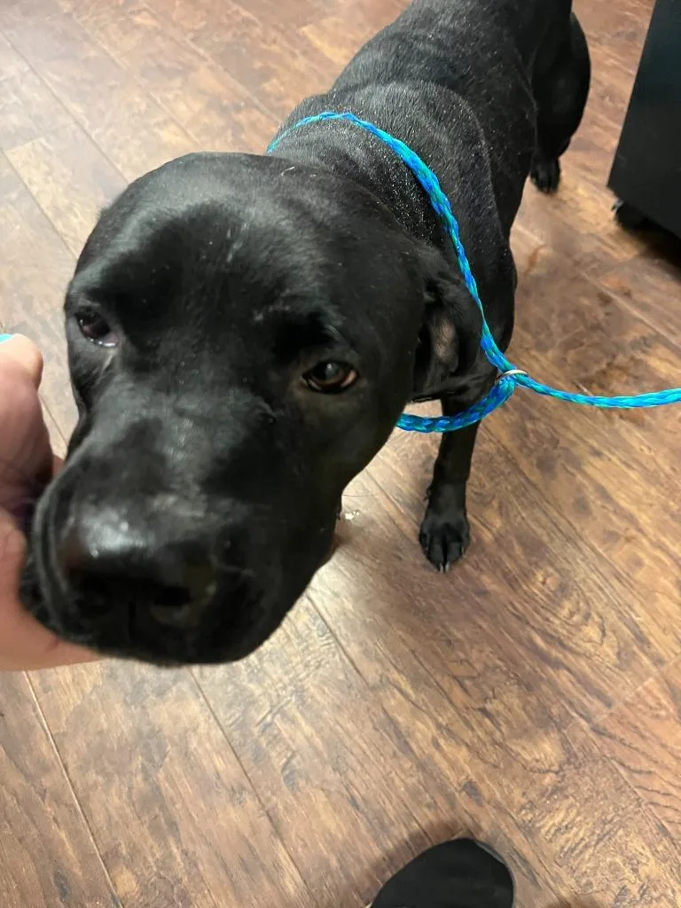 A baby medium-sized female Boxer dog named Dog Kennel  Uzi for adoption in Greenville, TX