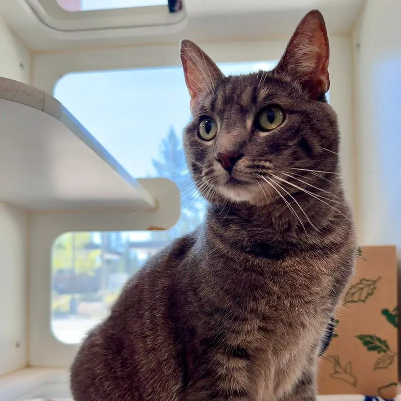 An adult medium-sized female Tabby (Gray / Blue / Silver) Domestic Short Hair cat named Rosie for adoption in Truckee, CA