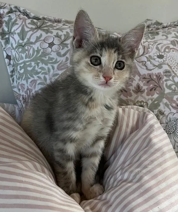 A baby small-sized female Domestic Short Hair cat named Gracie for adoption in Novato, CA