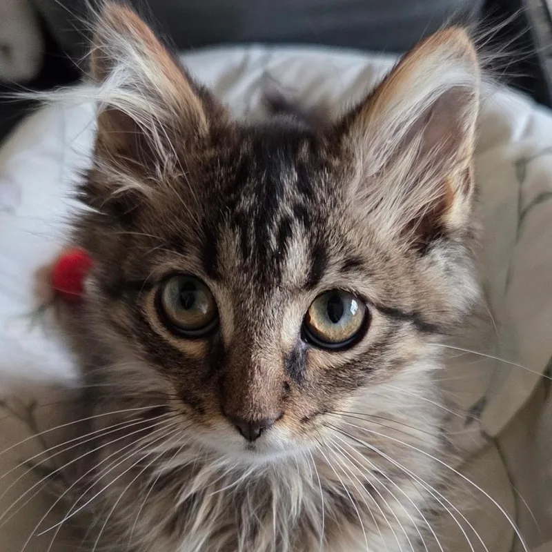 A baby medium-sized male Tabby (Brown / Chocolate) Domestic Medium Hair cat named Christopher for adoption in Mokena, IL