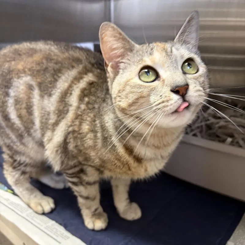 A young small-sized female Gray / Blue / Silver Domestic Short Hair cat named Minka for adoption in Philadelphia, PA