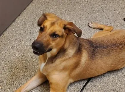 An adult large-sized female Shepherd dog named Mable for adoption in Kansas City, MO