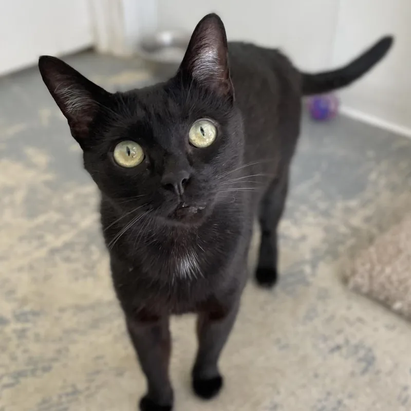 A young medium-sized female Black Domestic Short Hair cat named Scooter for adoption in Morgan Hill, CA