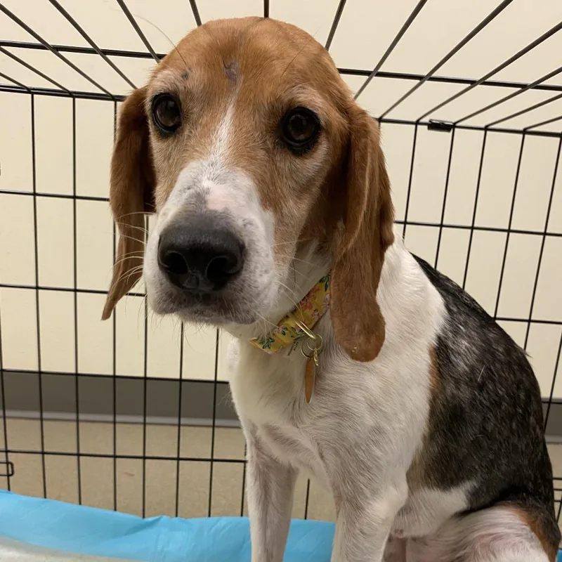 A senior medium-sized female Hound dog named Katie for adoption in Lynchburg, VA