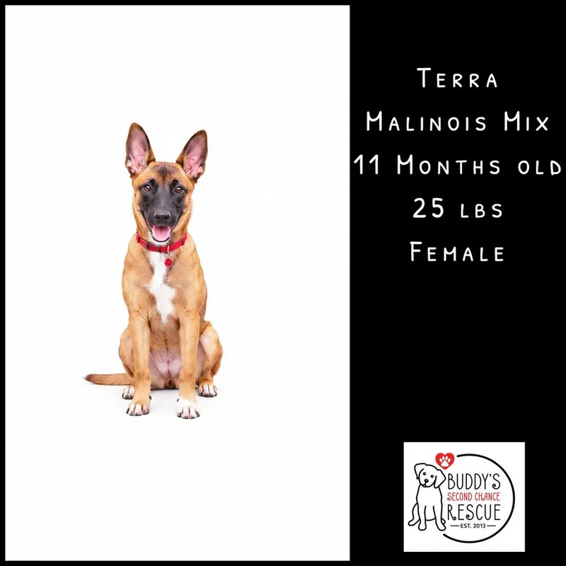 A young medium-sized female Tricolor (Brown, Black, & White) Belgian Shepherd / Malinois dog named Terra for adoption in Amherst, NY