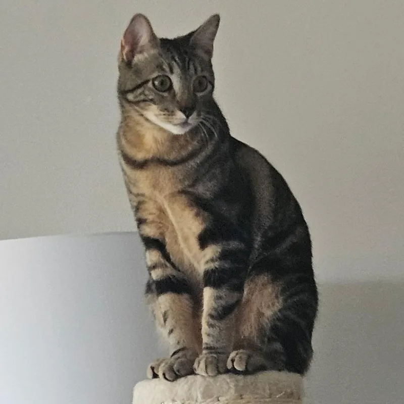 A young large-sized male Tabby (Brown / Chocolate) Tabby cat named Dexter for adoption in San Juan Capistrano, CA