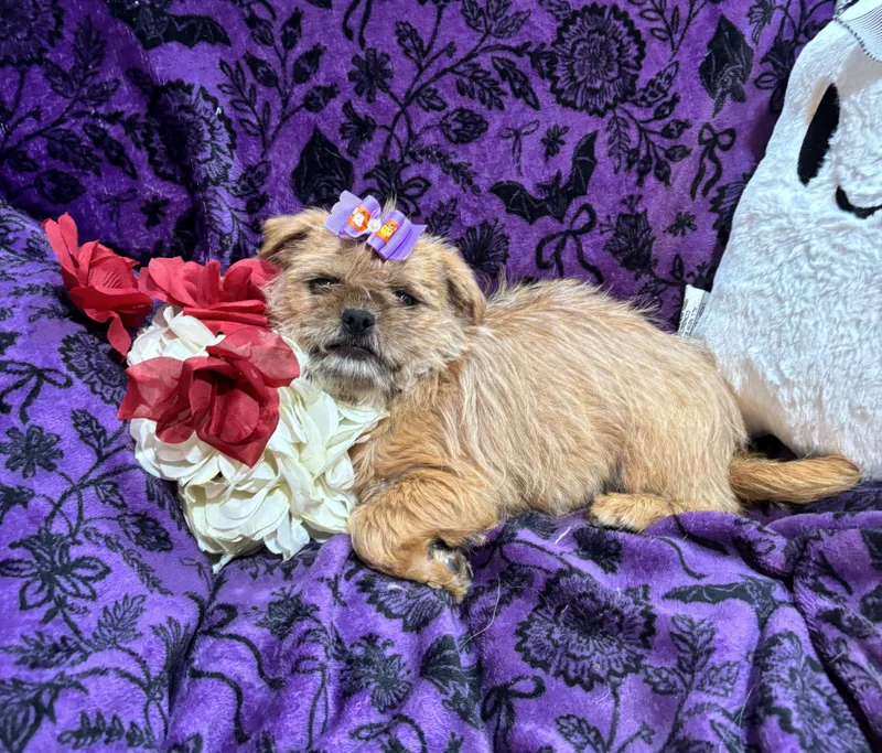A baby small-sized female Apricot / Beige Terrier dog named Jellybean for adoption in Corona, CA