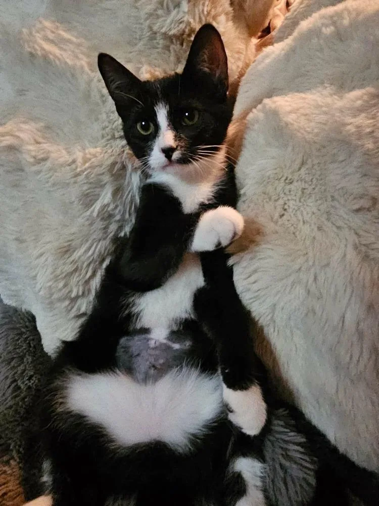 A baby small-sized female Domestic Short Hair cat named Beatrice Sh. for adoption in Peoria, IL