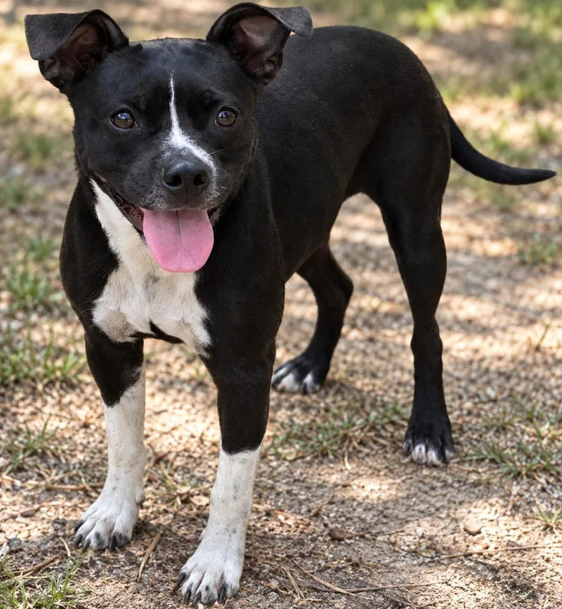 A young medium-sized female Black Mixed Breed dog named Cricket for adoption in Winnsboro, SC