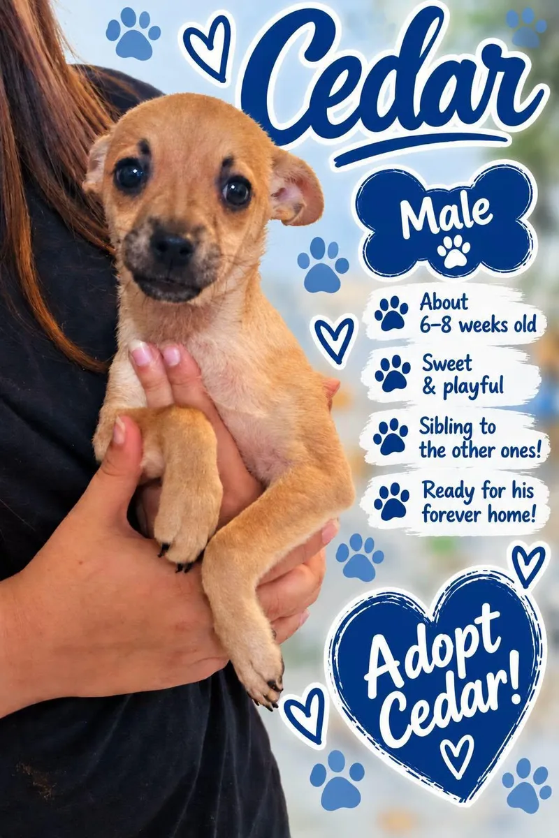 A baby small-sized male Chihuahua dog named Cedar for adoption in Fort Worth, TX