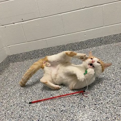 An adult large-sized male Orange / Red Domestic Short Hair cat named Isaac for adoption in Dayton, OH