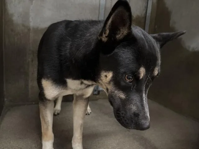 A young large-sized male German Shepherd Dog dog named Oliver for adoption in San Bernardino, CA